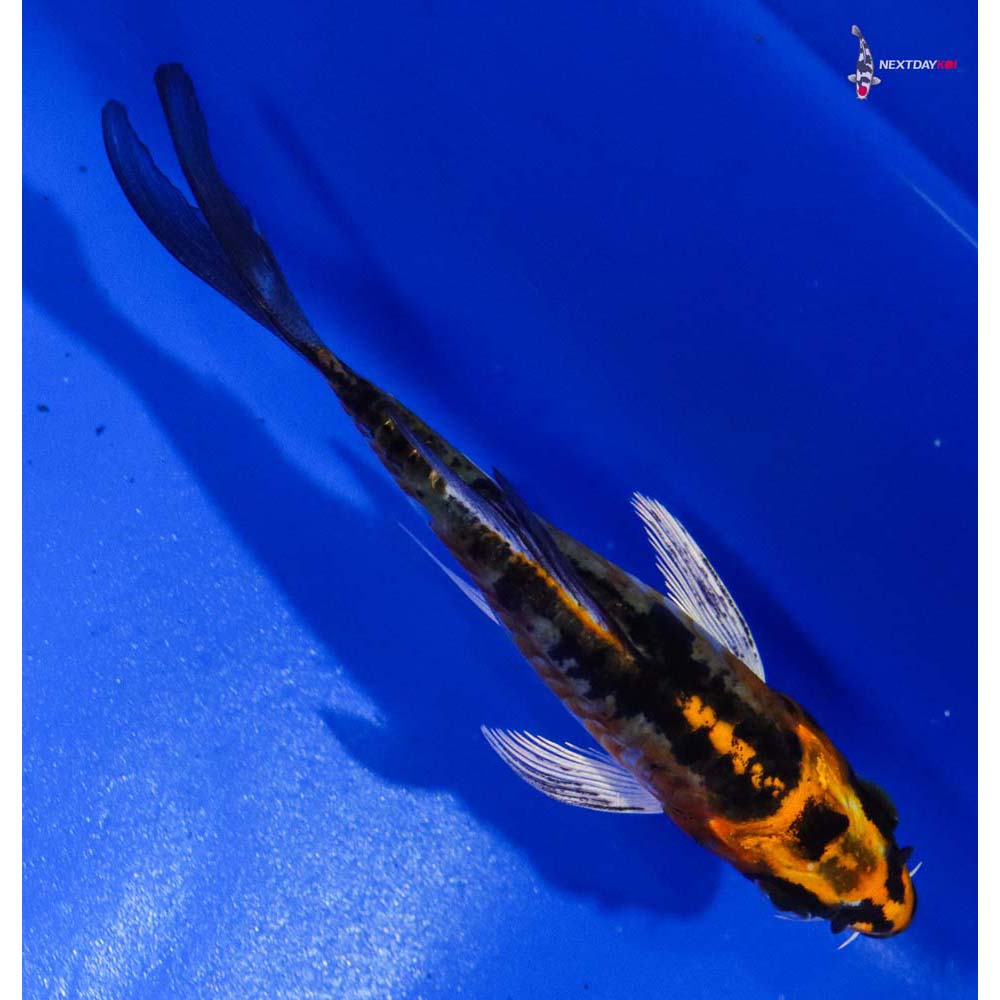 4” Imported Doitsu Kujaku Butterfly Koi