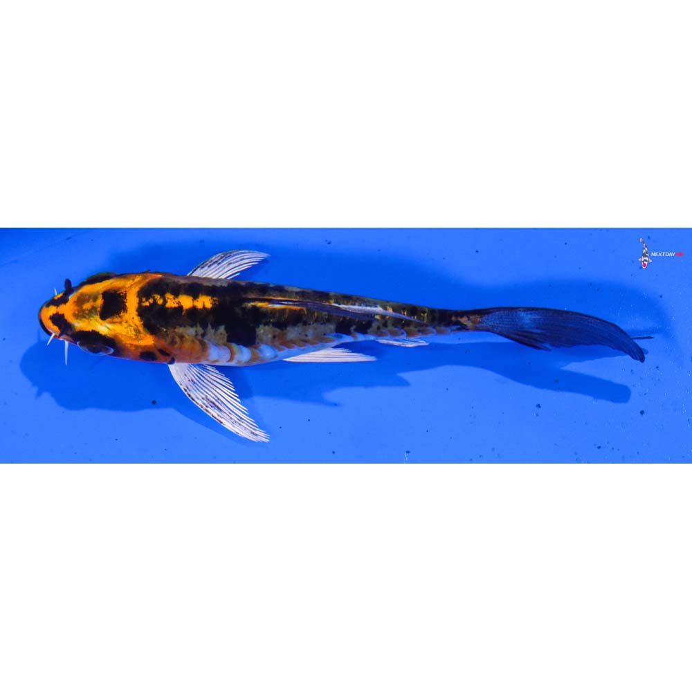 4” Imported Doitsu Kujaku Butterfly Koi