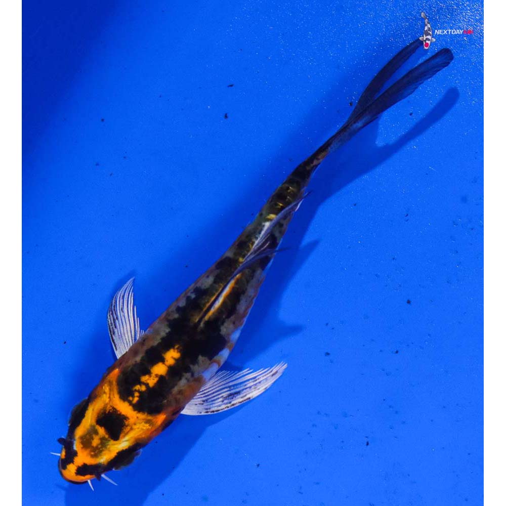4” Imported Doitsu Kujaku Butterfly Koi