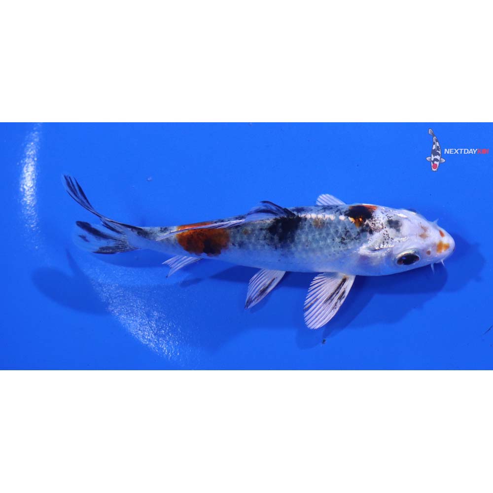 4” Imported Yamato Nishiki