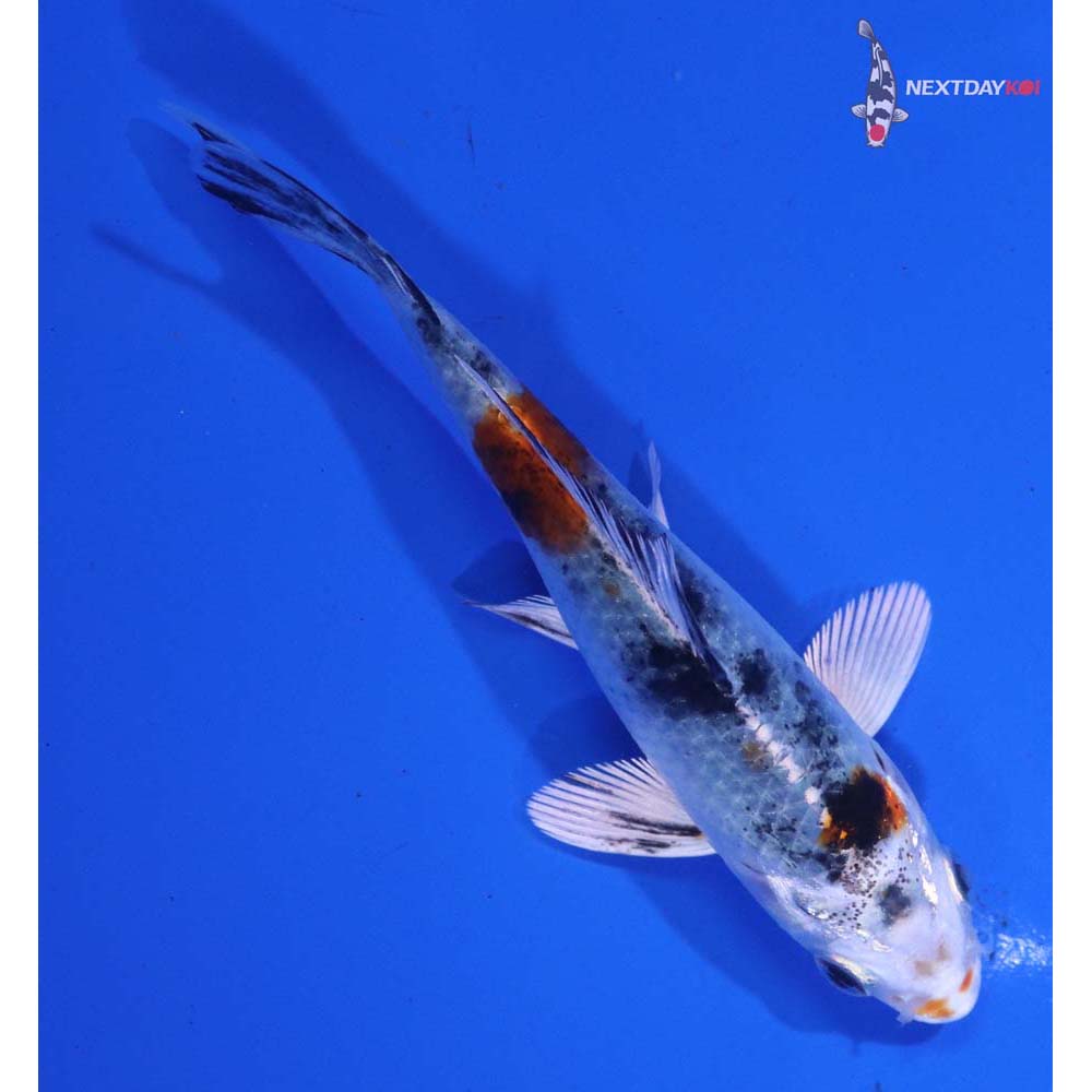 4” Imported Yamato Nishiki