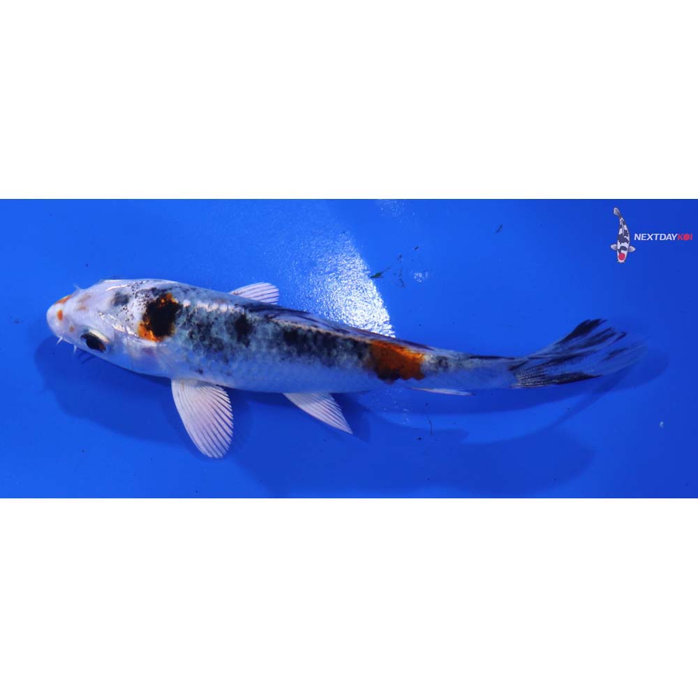 4” Imported Yamato Nishiki