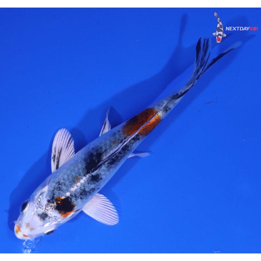 4” Imported Yamato Nishiki