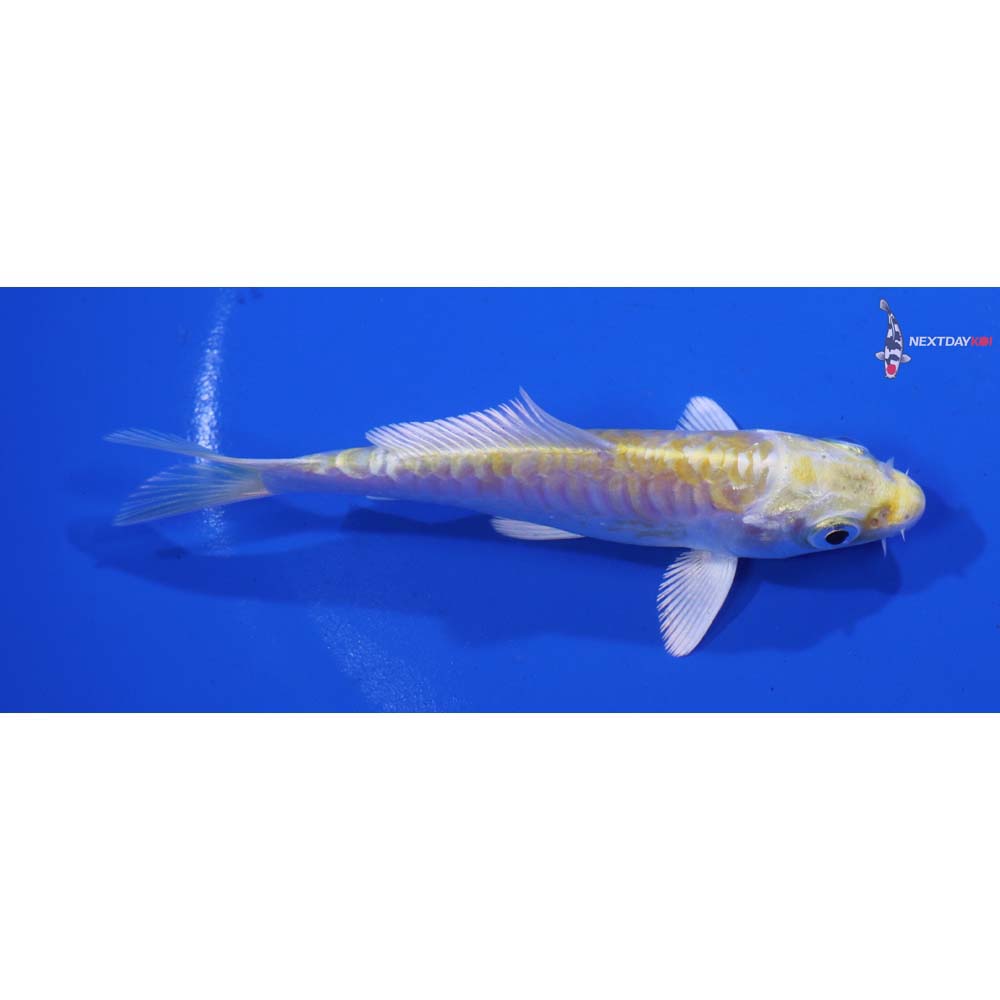 4.5” Imported Armor Scaled Lemon Hariwake