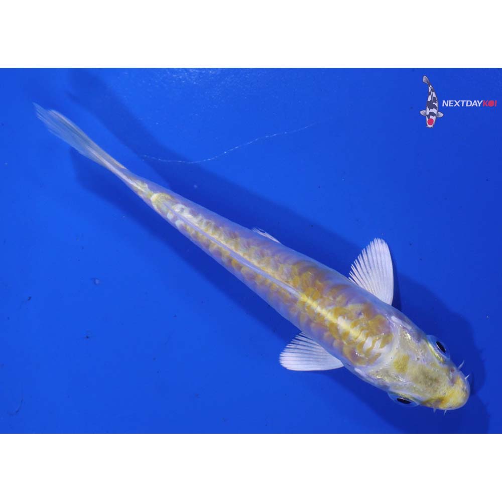 4.5” Imported Armor Scaled Lemon Hariwake