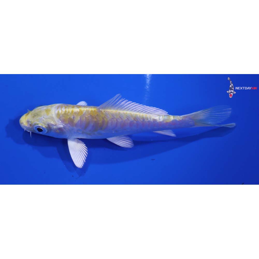 4.5” Imported Armor Scaled Lemon Hariwake