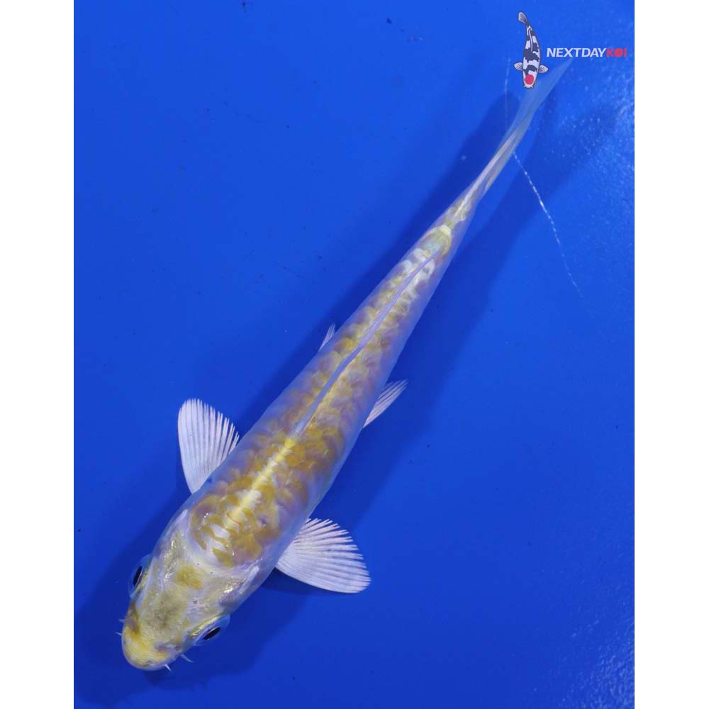 4.5” Imported Armor Scaled Lemon Hariwake