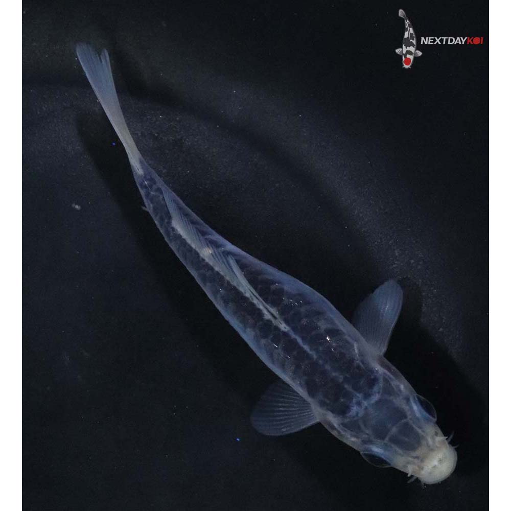 4.5” Imported Shusui