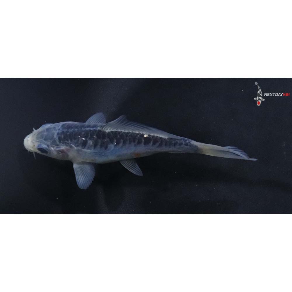 4.5” Imported Shusui