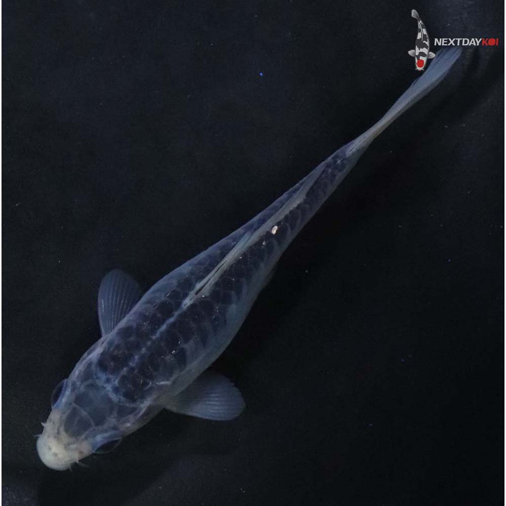 4.5” Imported Shusui