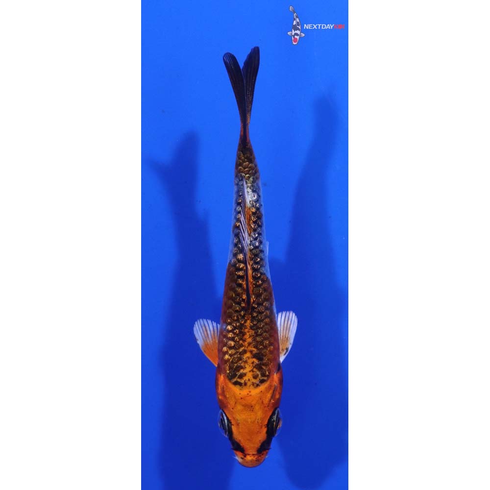 3” Imported Gin Rin Kujaku