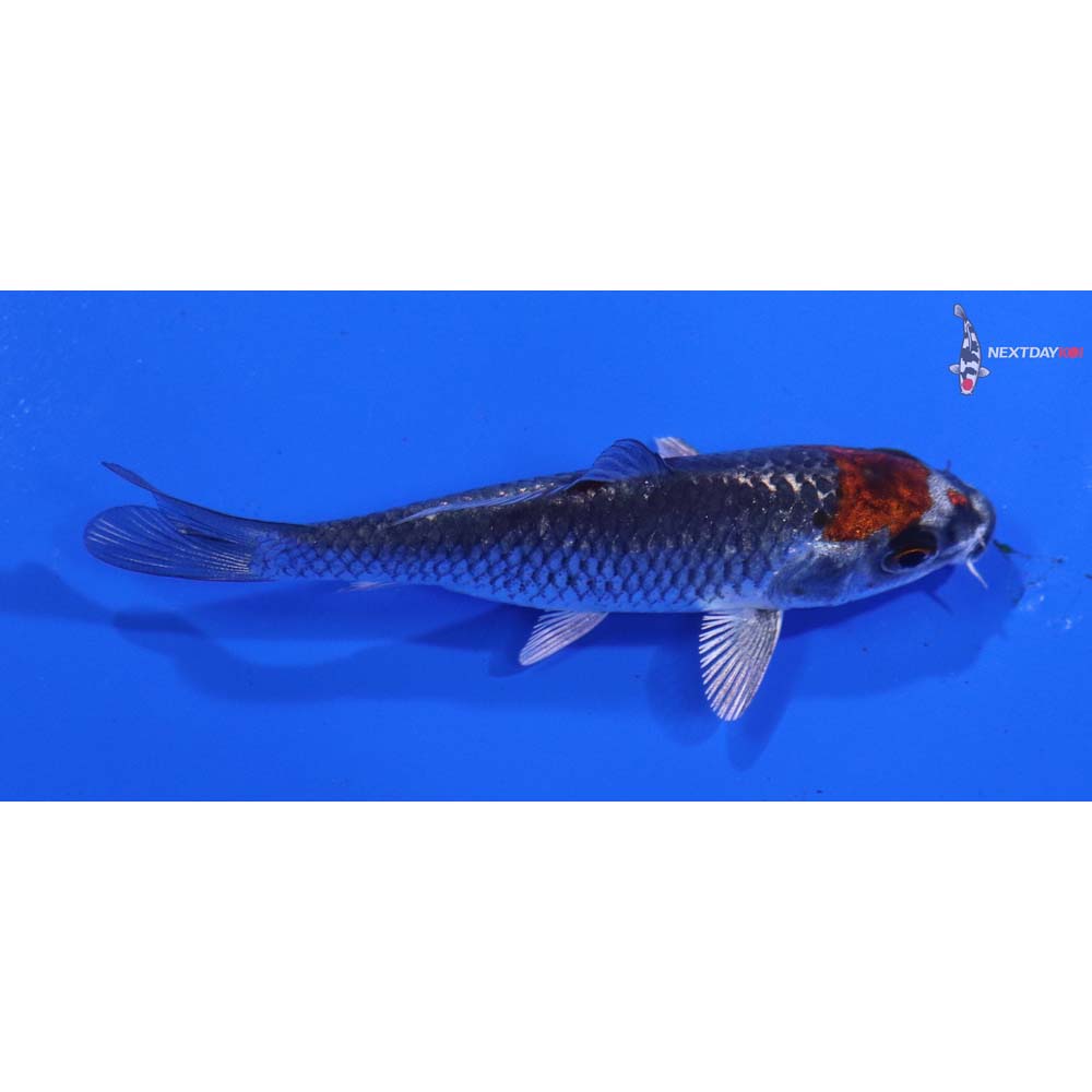 3” Imported Kujaku
