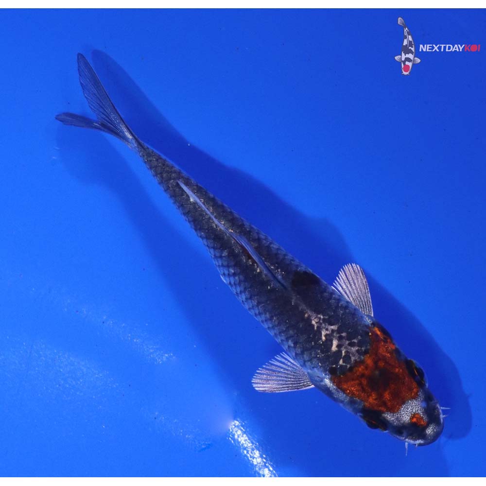 3” Imported Kujaku