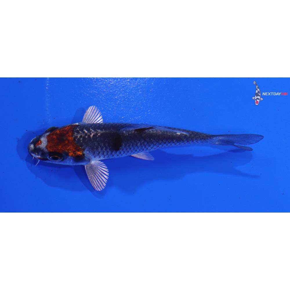3” Imported Kujaku