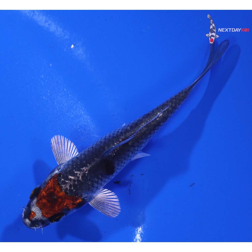 3” Imported Kujaku