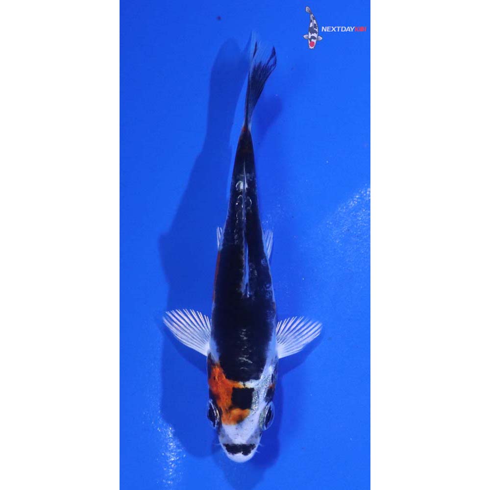 3” Imported Heisei Nishiki