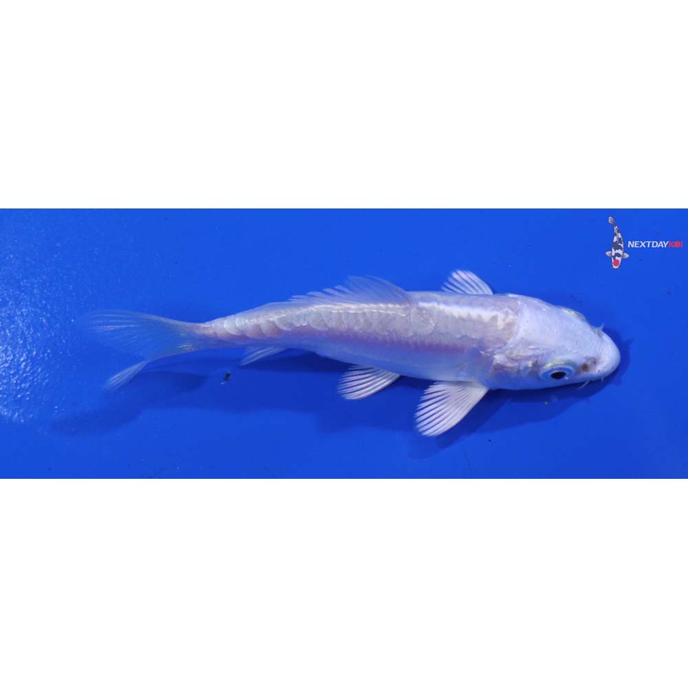 3” Imported Doitsu Platinum Ogon