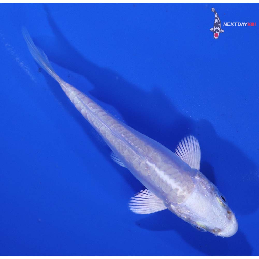3” Imported Doitsu Platinum Ogon