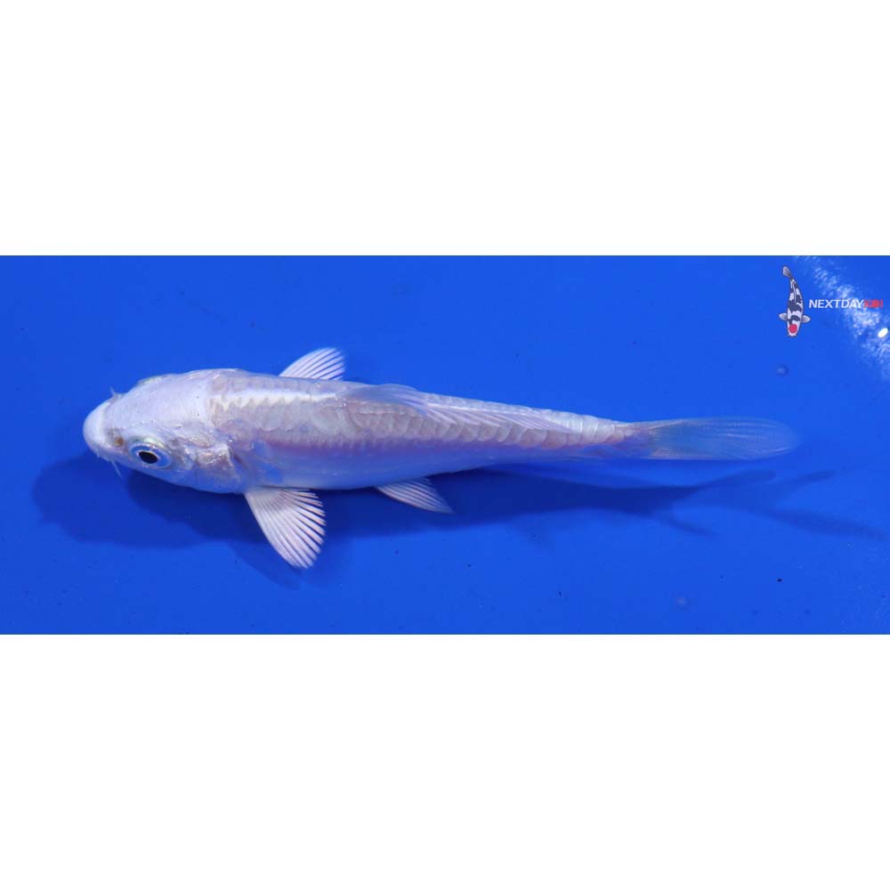 3” Imported Doitsu Platinum Ogon