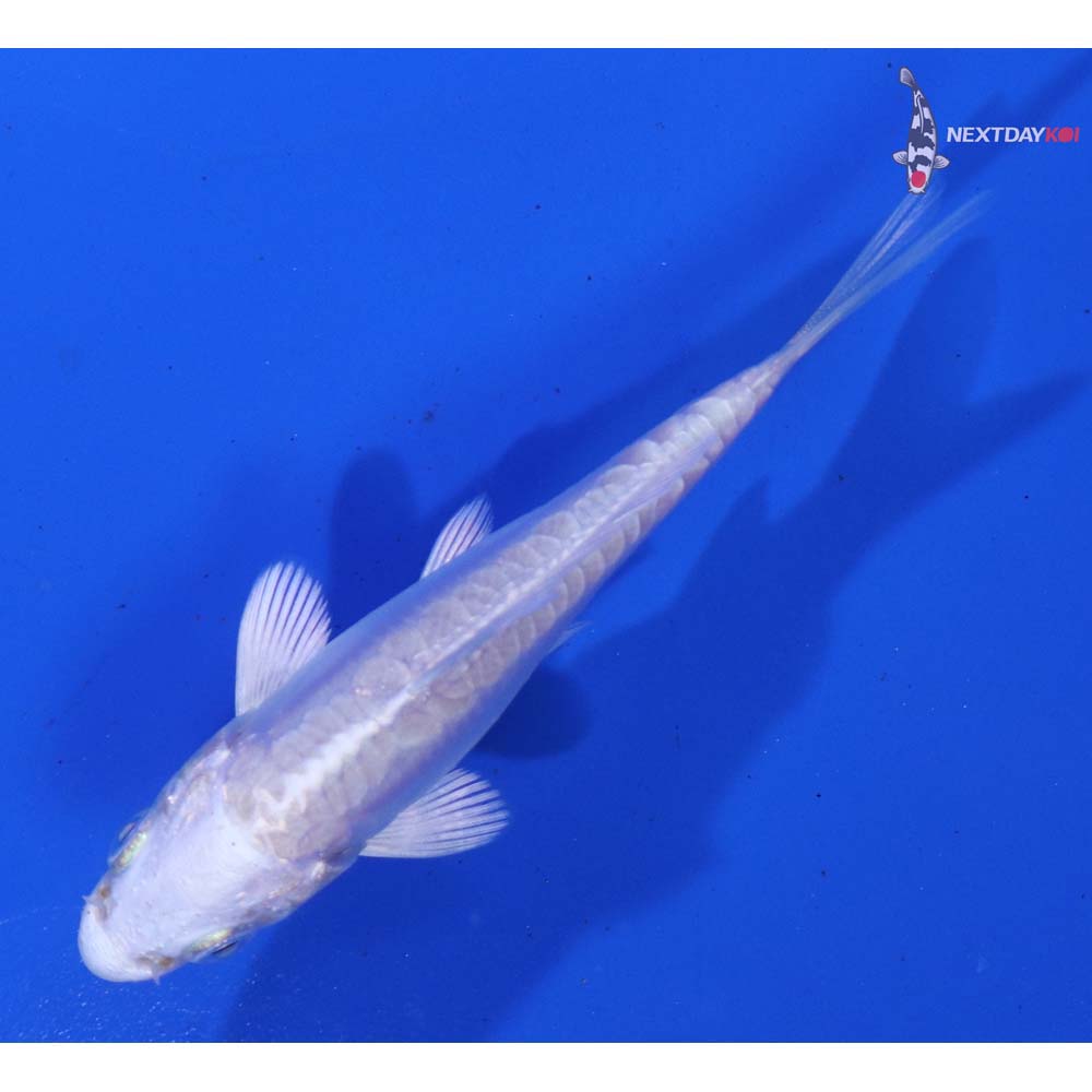 3” Imported Doitsu Platinum Ogon