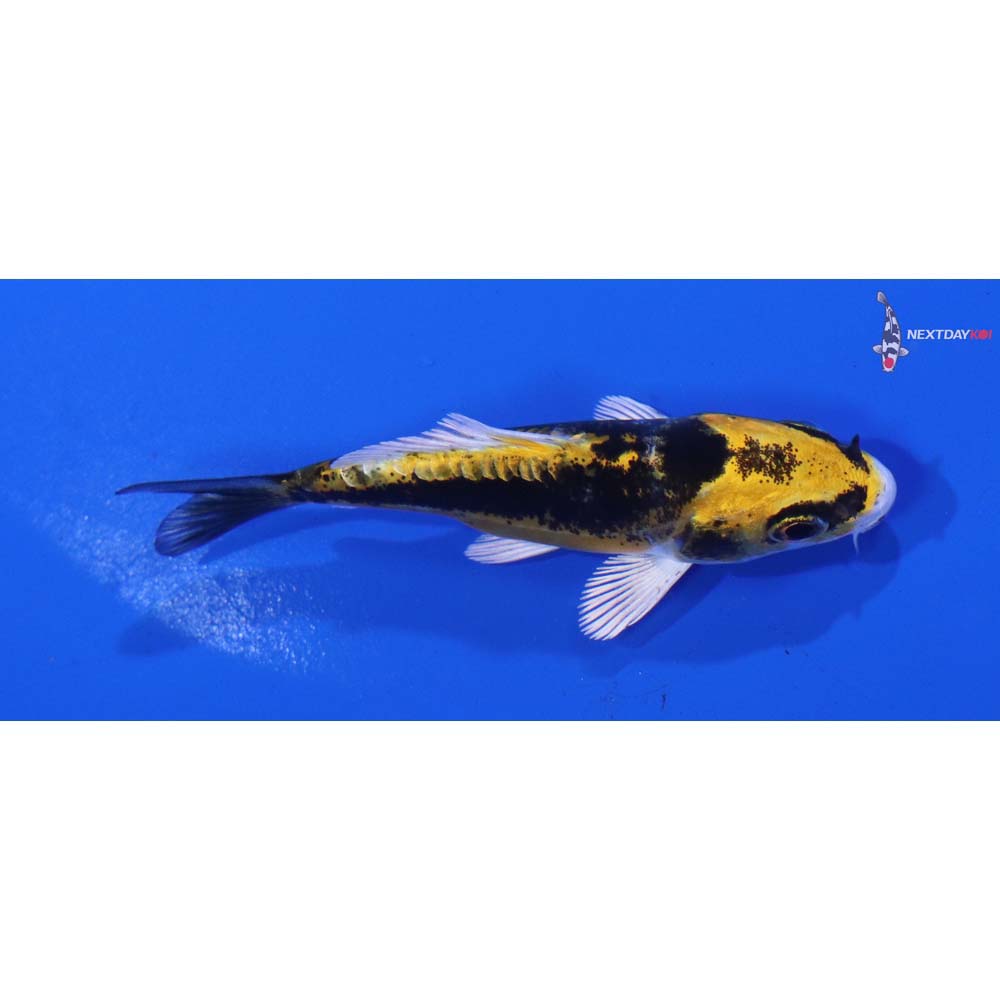 3” Imported Kin Kikokuryu