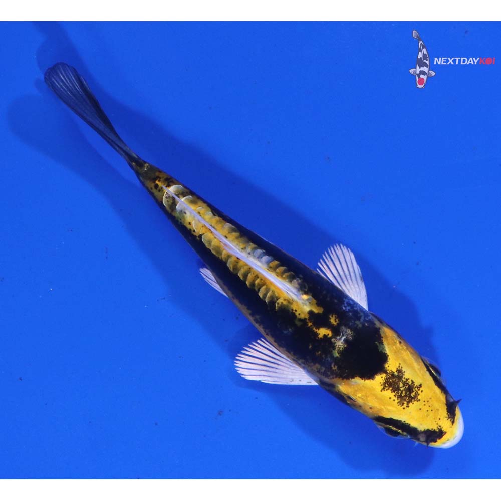 3” Imported Kin Kikokuryu