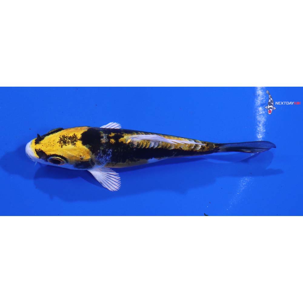 3” Imported Kin Kikokuryu