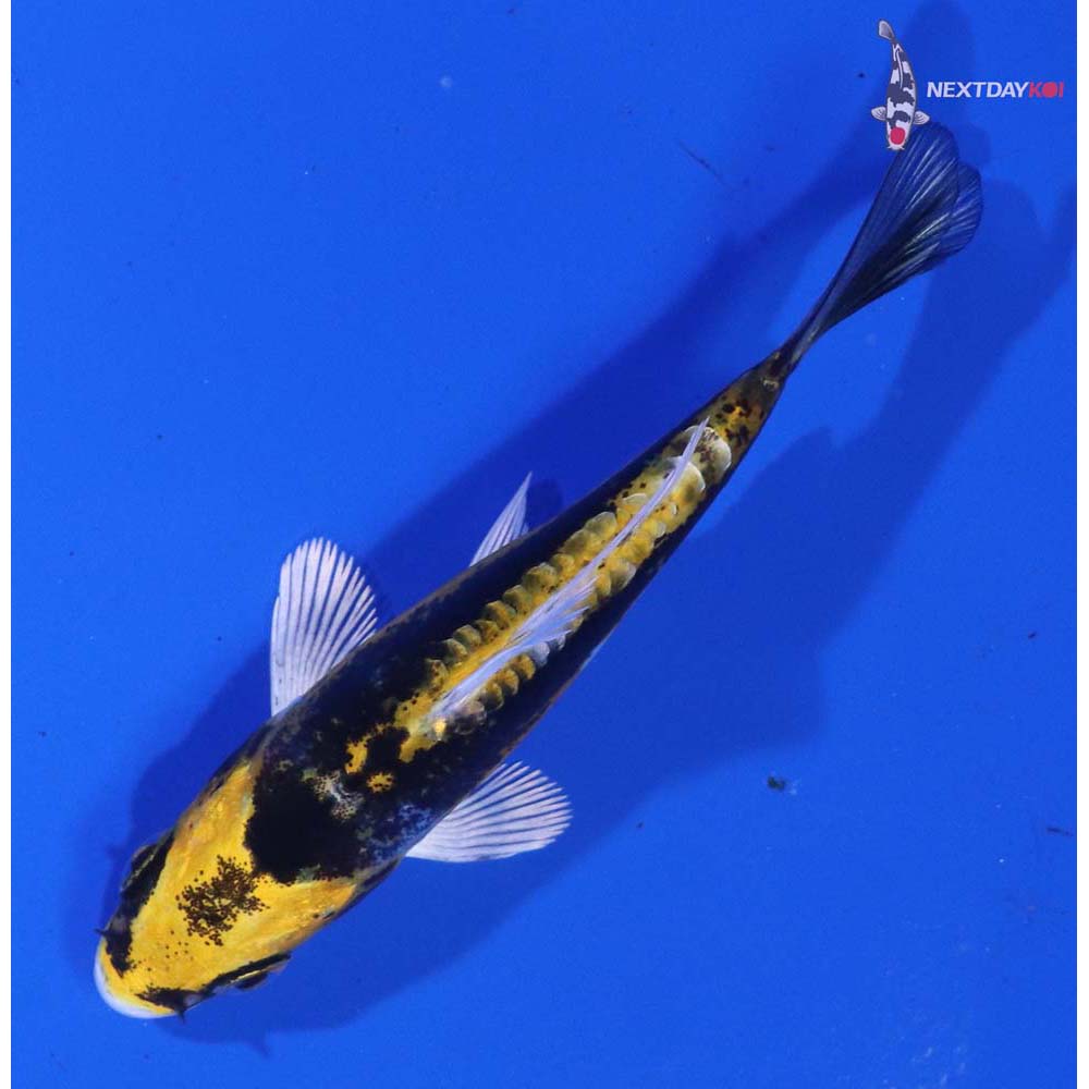 3” Imported Kin Kikokuryu