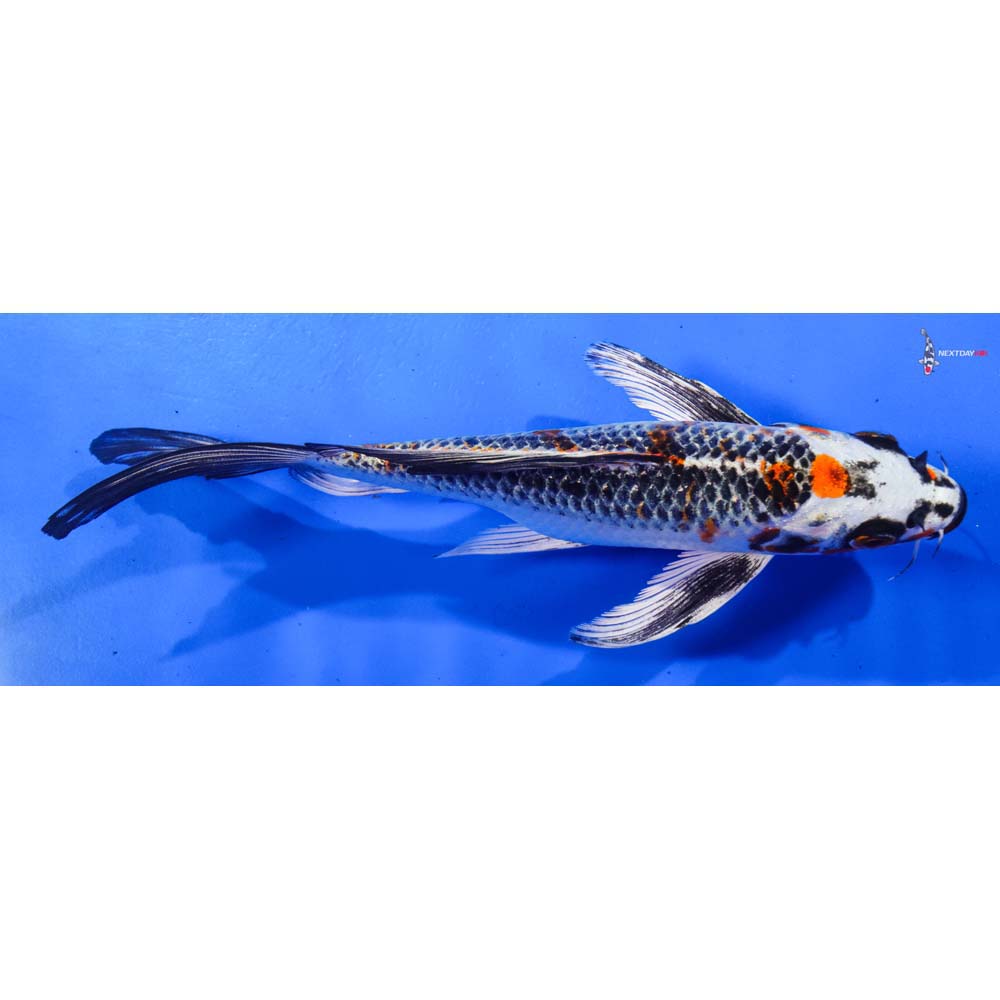 8” Imported Kujaku Butterfly Koi