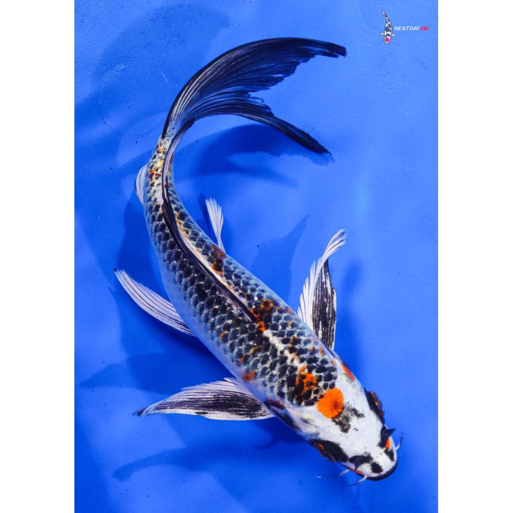 8” Imported Kujaku Butterfly Koi