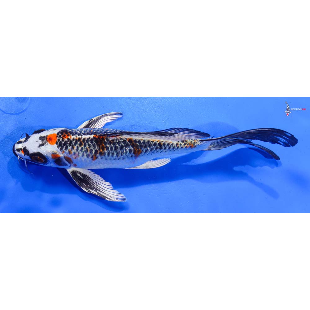 8” Imported Kujaku Butterfly Koi
