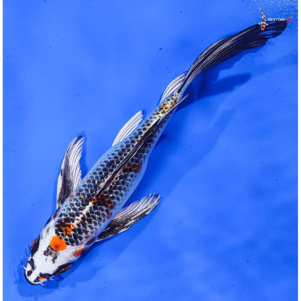 8” Imported Kujaku Butterfly Koi