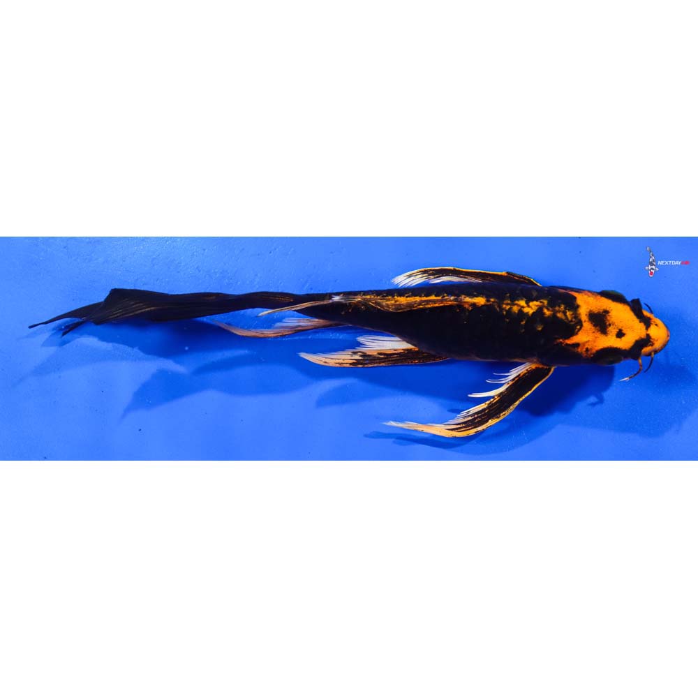 9” Imported Kin Kikokuryu Butterfly Koi