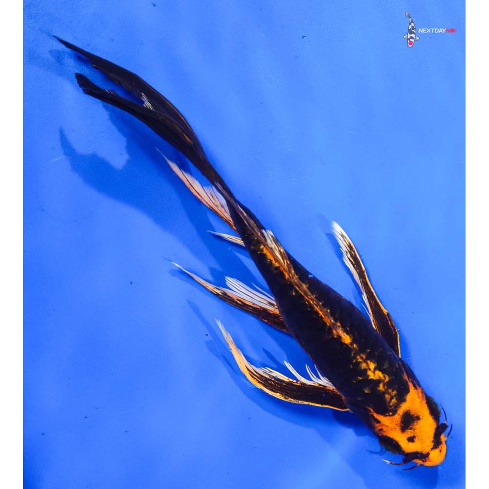 9” Imported Kin Kikokuryu Butterfly Koi