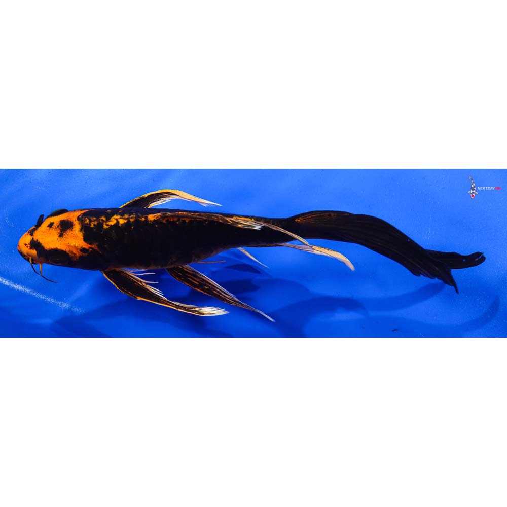 9” Imported Kin Kikokuryu Butterfly Koi