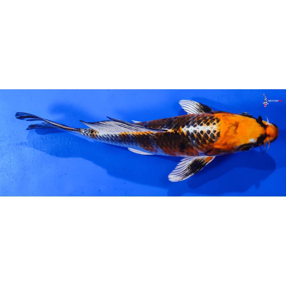 7.5” Imported Kujaku Butterfly Koi
