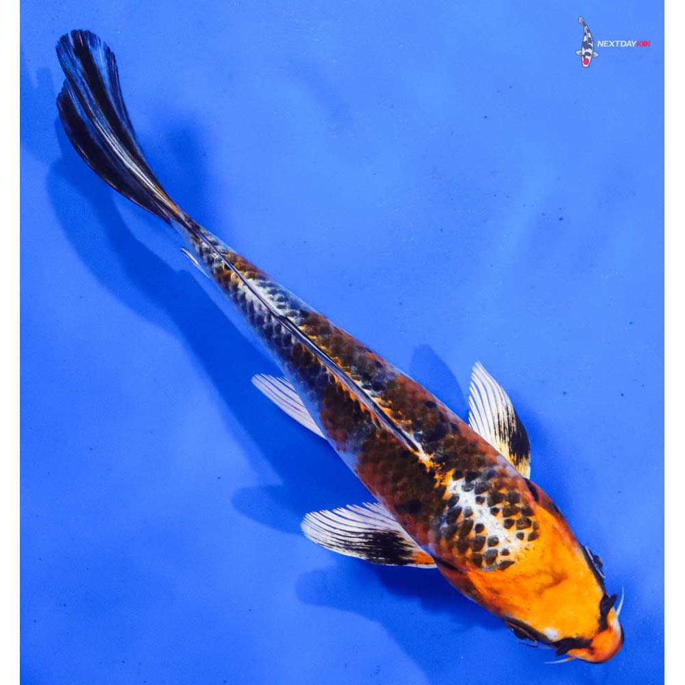 7.5” Imported Kujaku Butterfly Koi