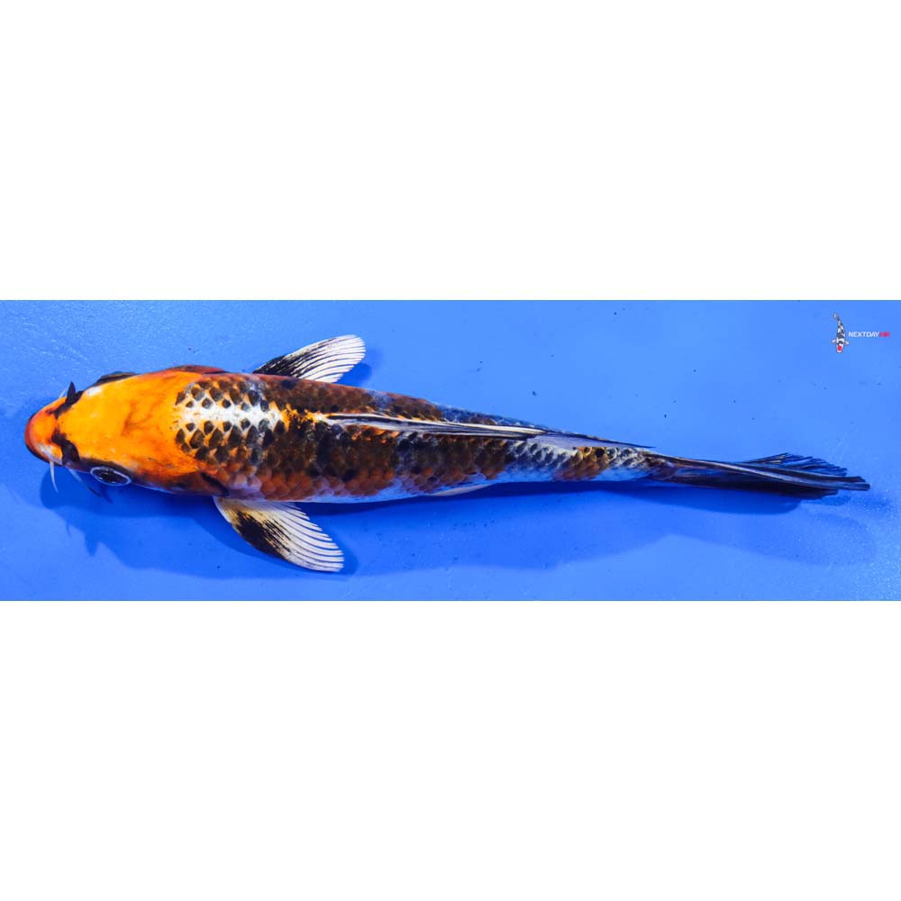 7.5” Imported Kujaku Butterfly Koi