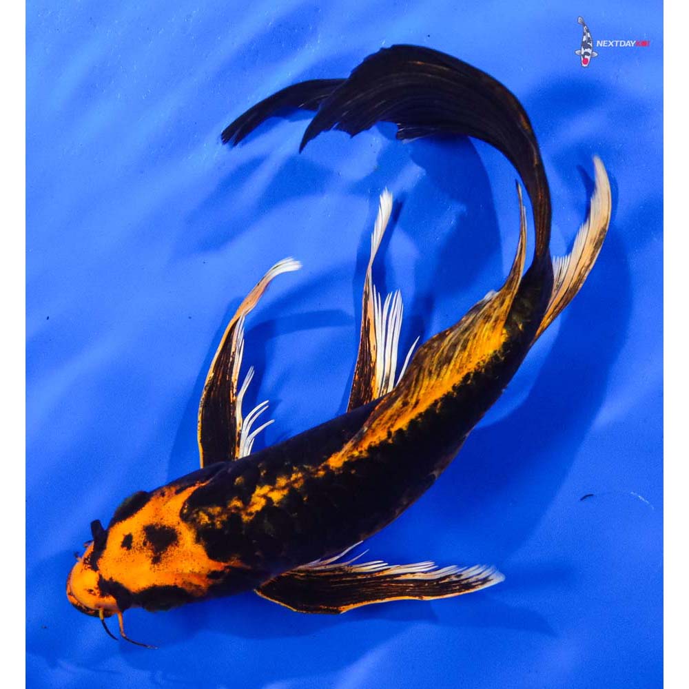 9” Imported Kin Kikokuryu Butterfly Koi