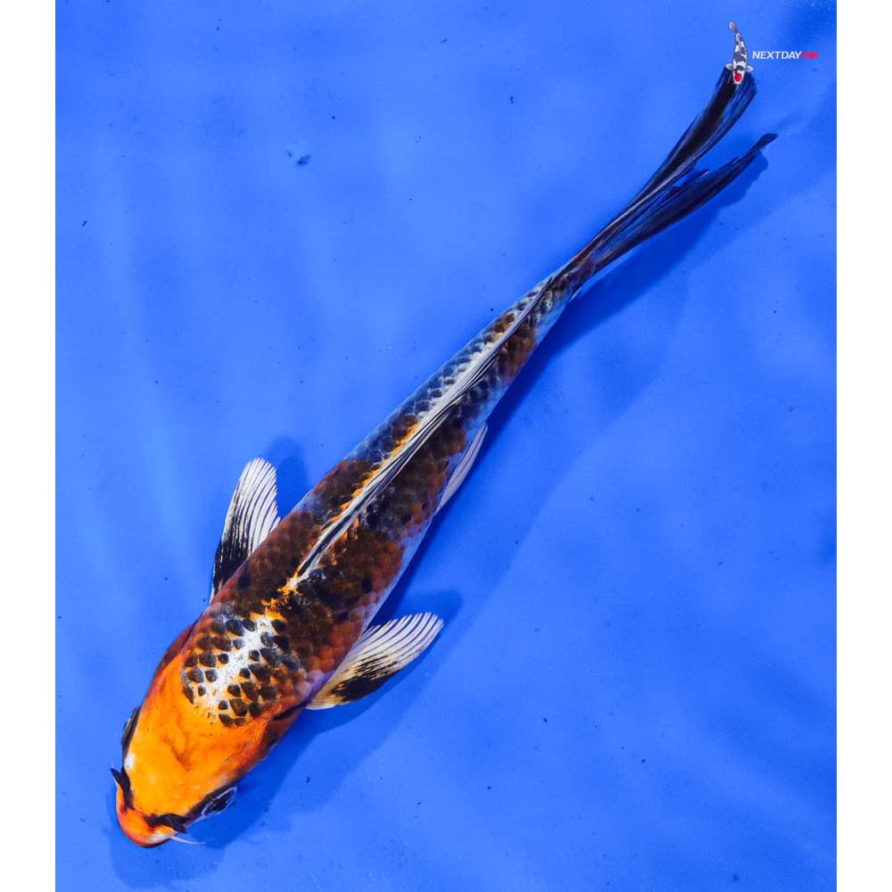 7.5” Imported Kujaku Butterfly Koi