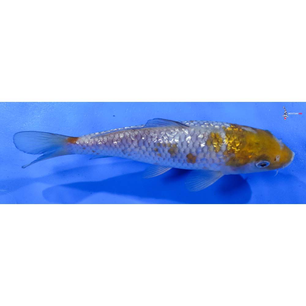 7” Imported Gin Rin Ochiba Shigure