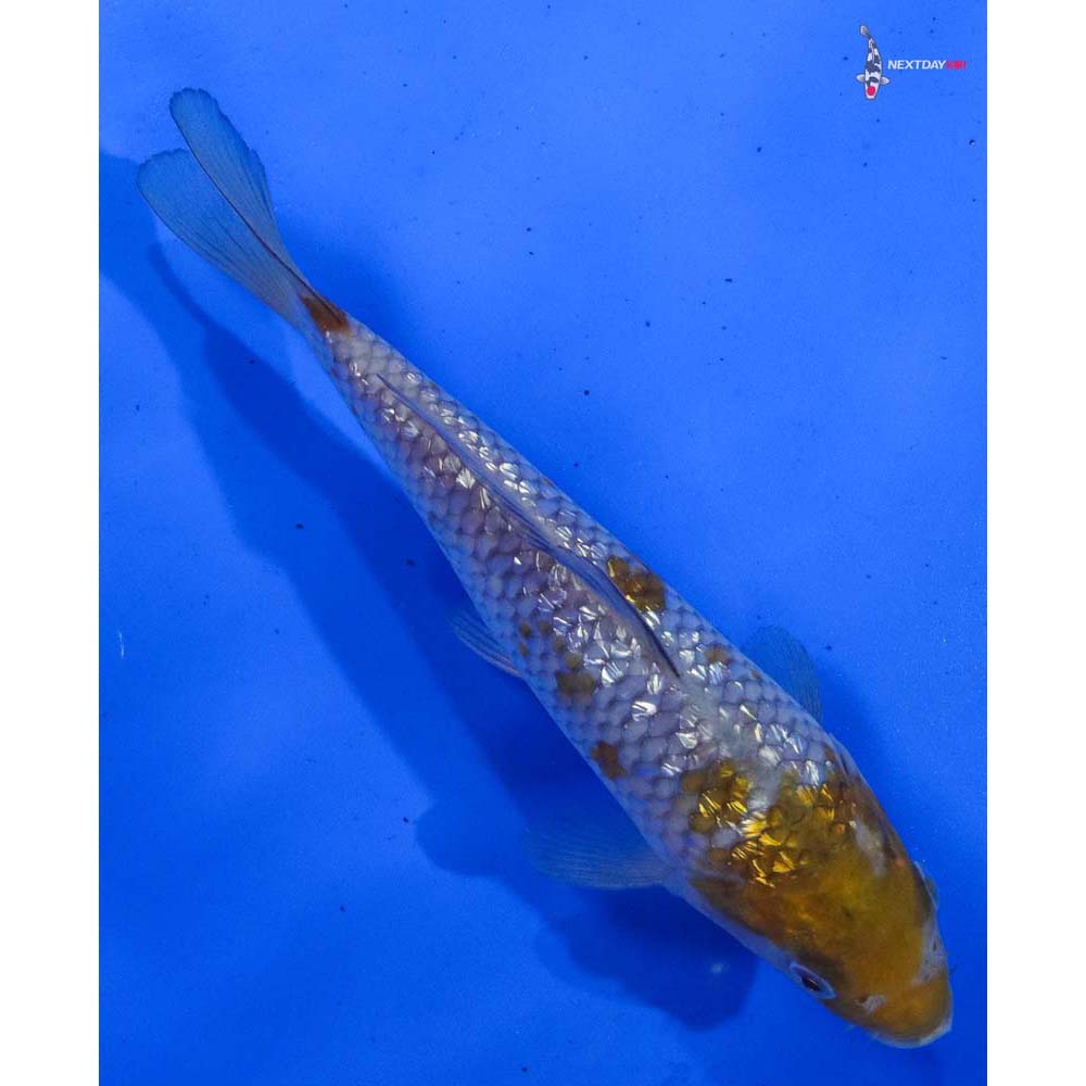 7” Imported Gin Rin Ochiba Shigure