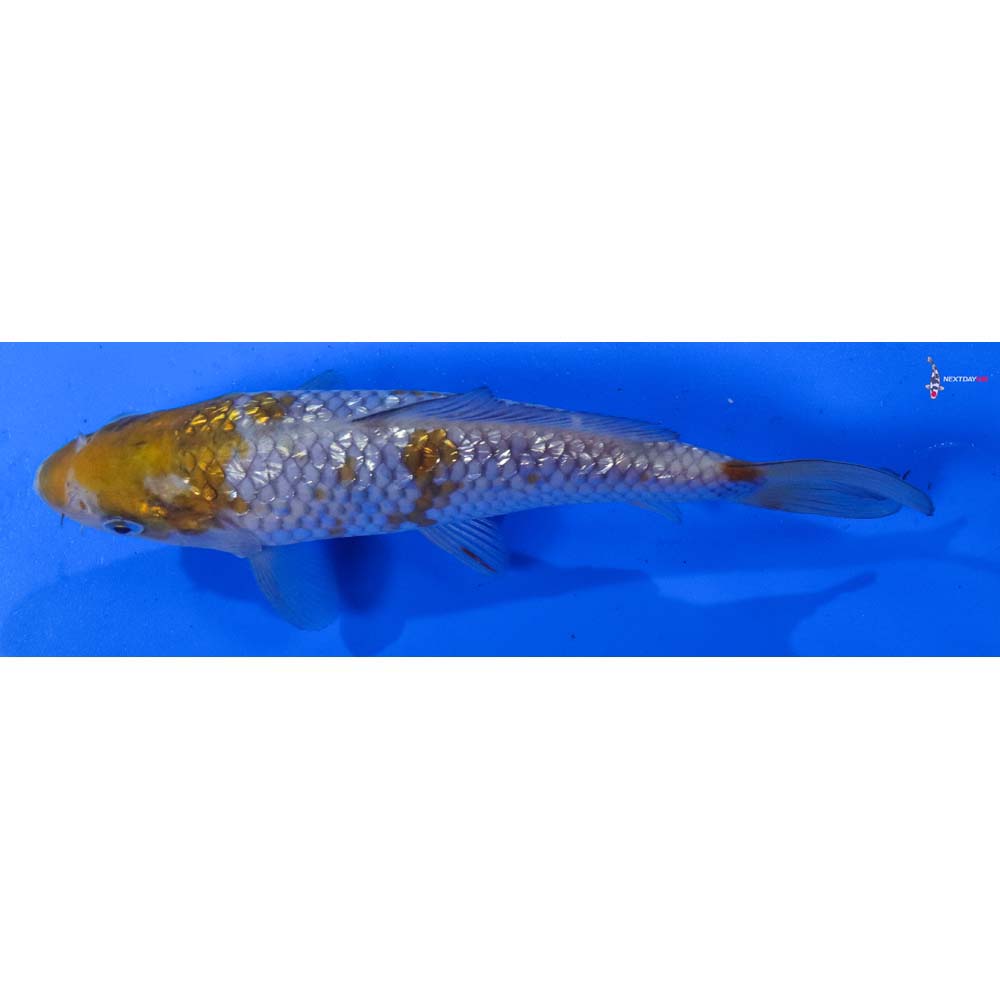 7” Imported Gin Rin Ochiba Shigure