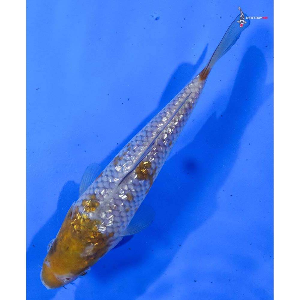 7” Imported Gin Rin Ochiba Shigure