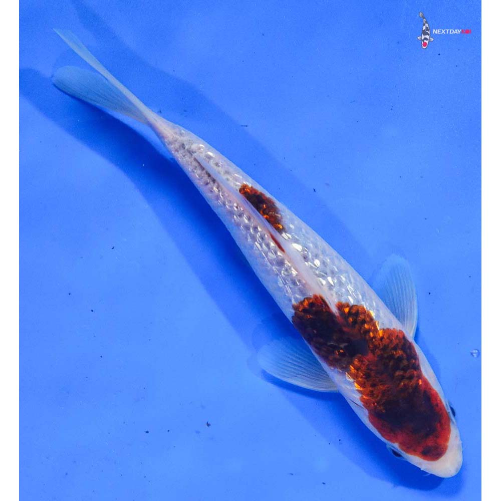 7” Imported Gin Rin Goshiki