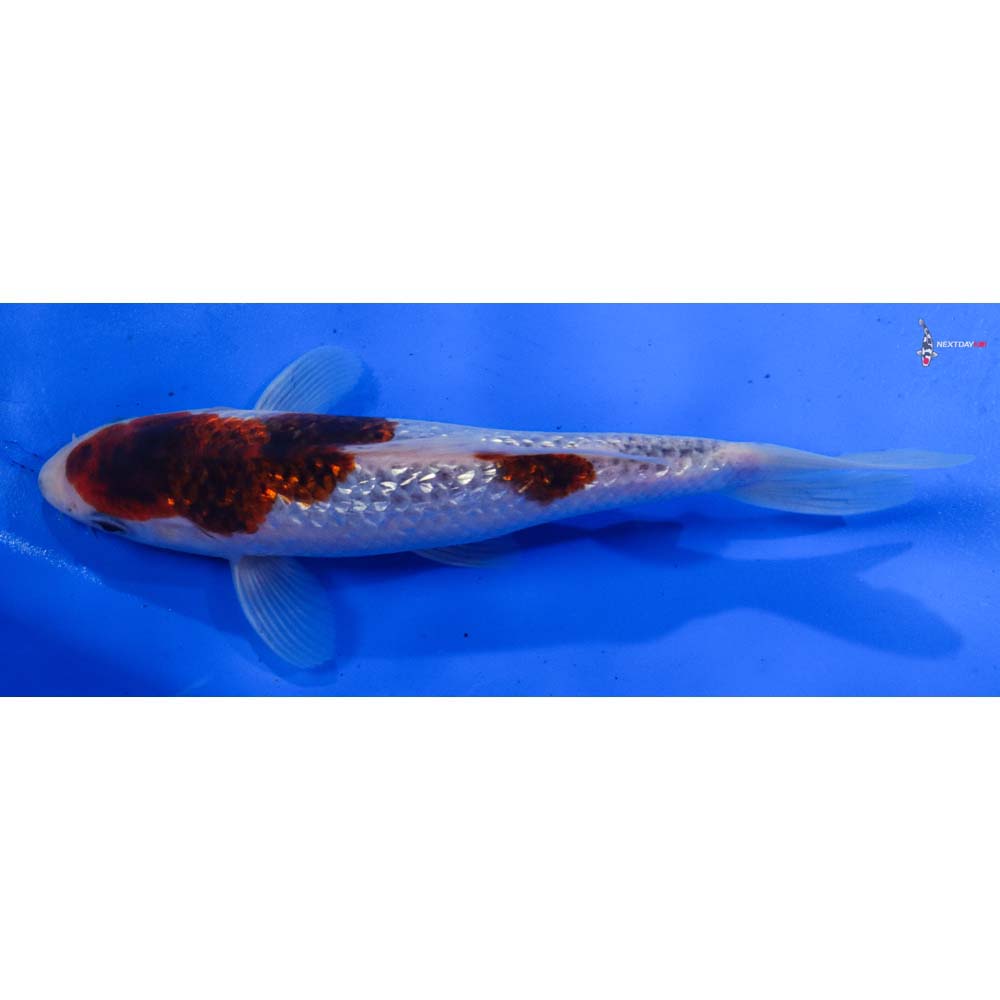 7” Imported Gin Rin Goshiki