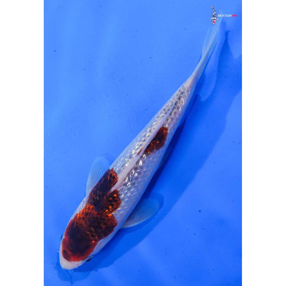 7” Imported Gin Rin Goshiki