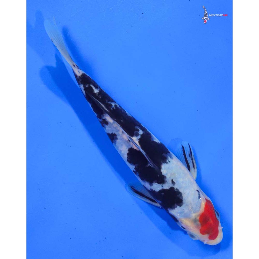 7.5” Imported Sanke