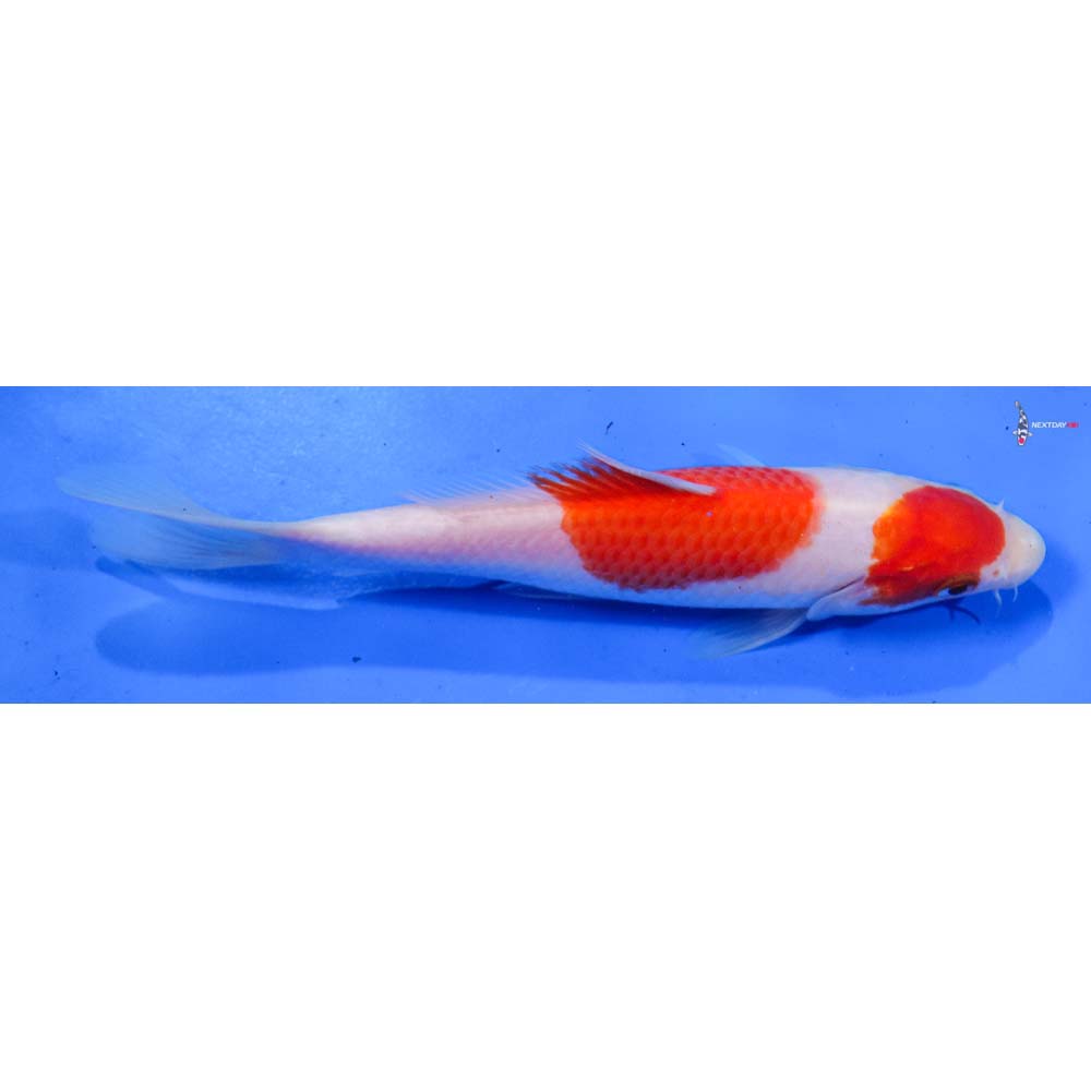 7.5” Imported Kohaku