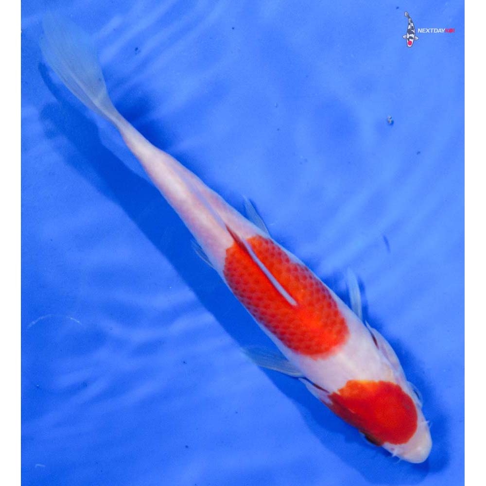7.5” Imported Kohaku